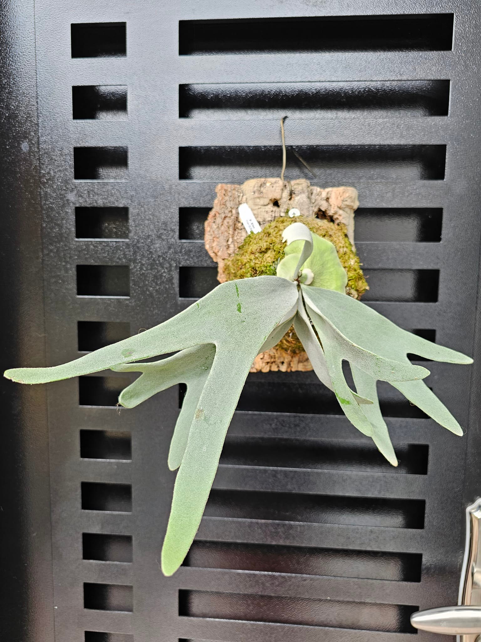 kin norn thick leaf#2 ビカクシダ　pup ① kin norn thick leaf#2 ビカクシダ pup 観葉植物 kin-norn spore thick