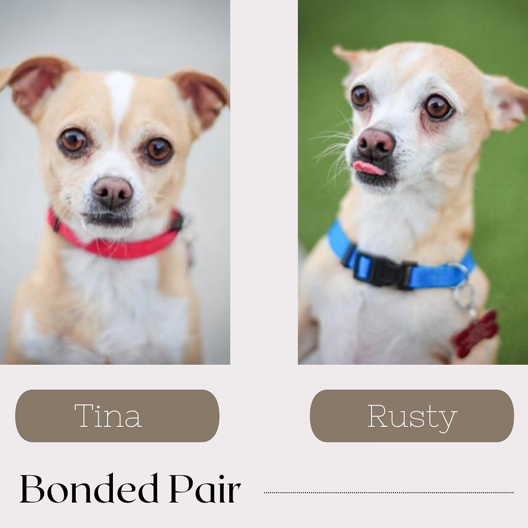 ☎️In... - MaxFund No-Kill Animal Shelter and Adoption Center