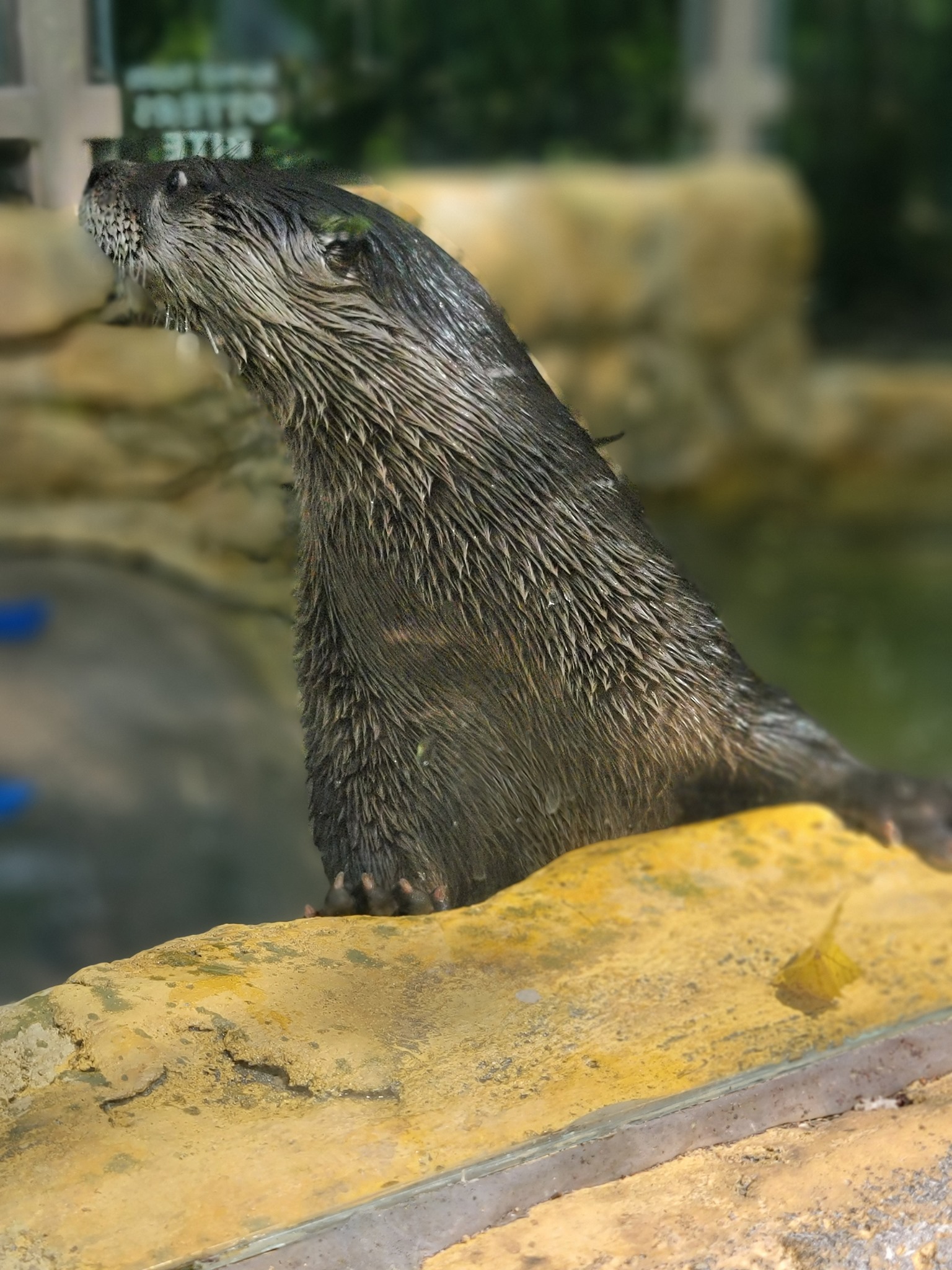NEW AT THE ZOO! Meet... - Mesker Park Zoo & Botanic Garden