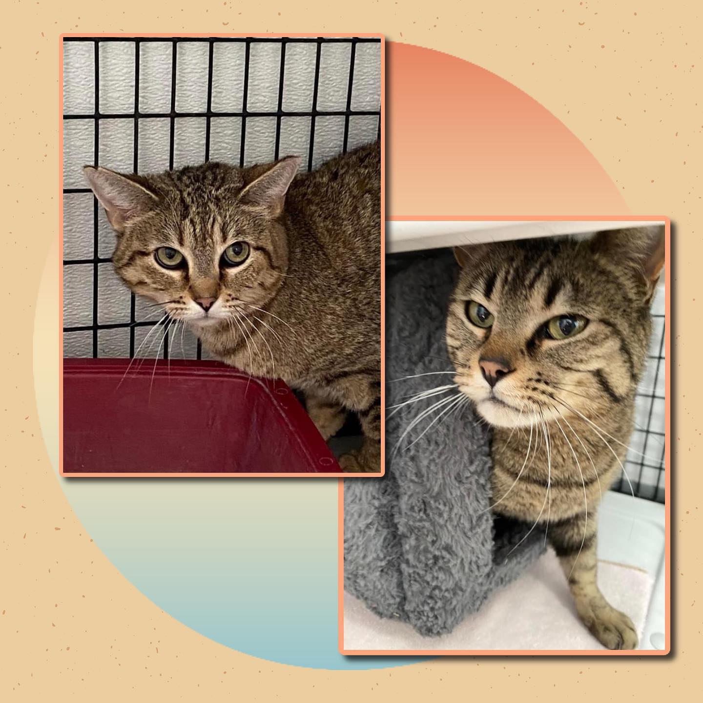 Maxfund Cat Adoption Center : Cat for adoption – GGNYU