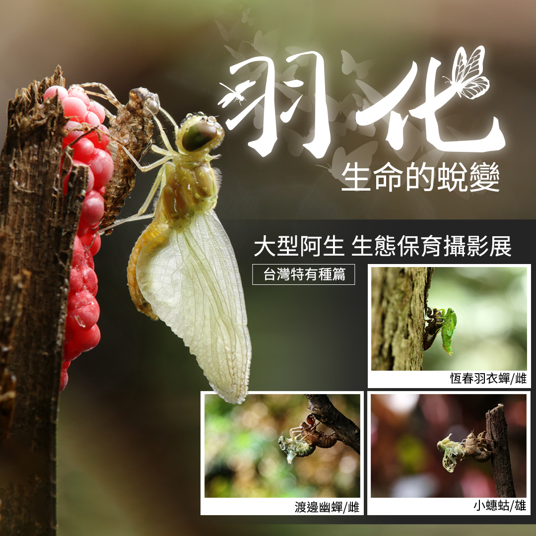 Canon Taiwan - 大型阿生 生態保育攝影展 ＃台灣特有種篇 短短數小時的羽化過程神聖而緊張 每個程序都充滿未知與風險 成功過後 ...