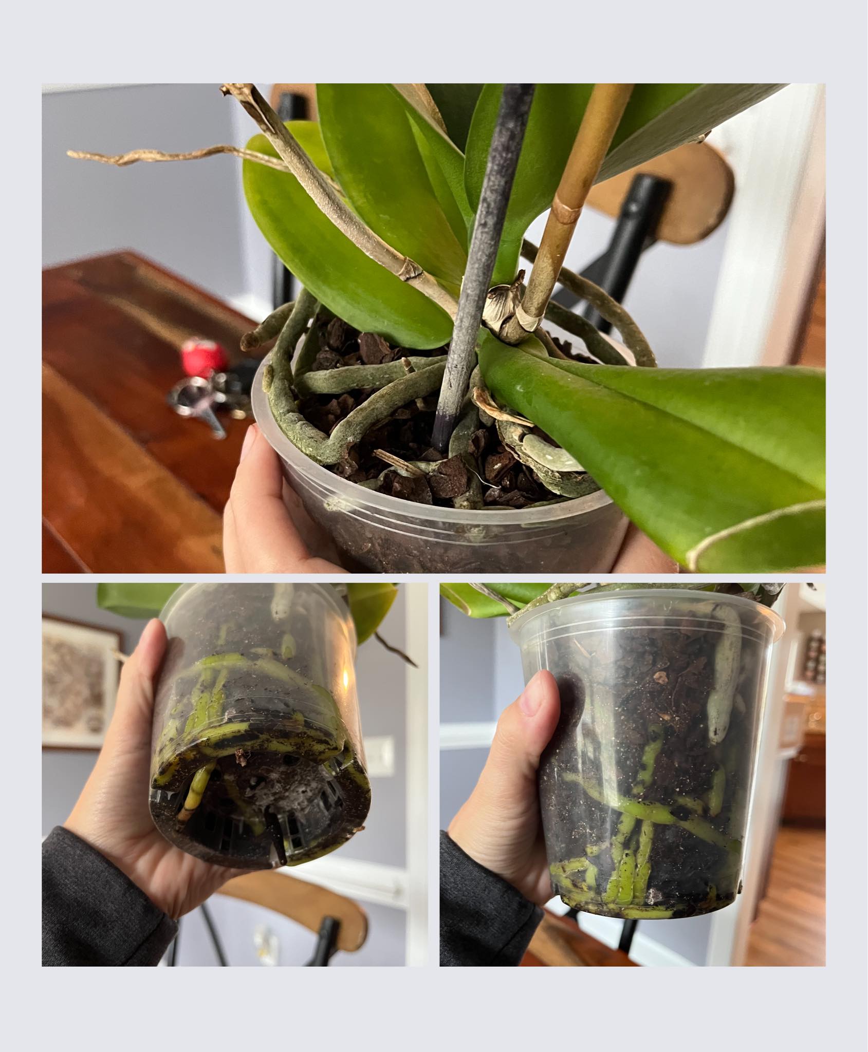 What to do with a plant with roots growing out the top and bottom?