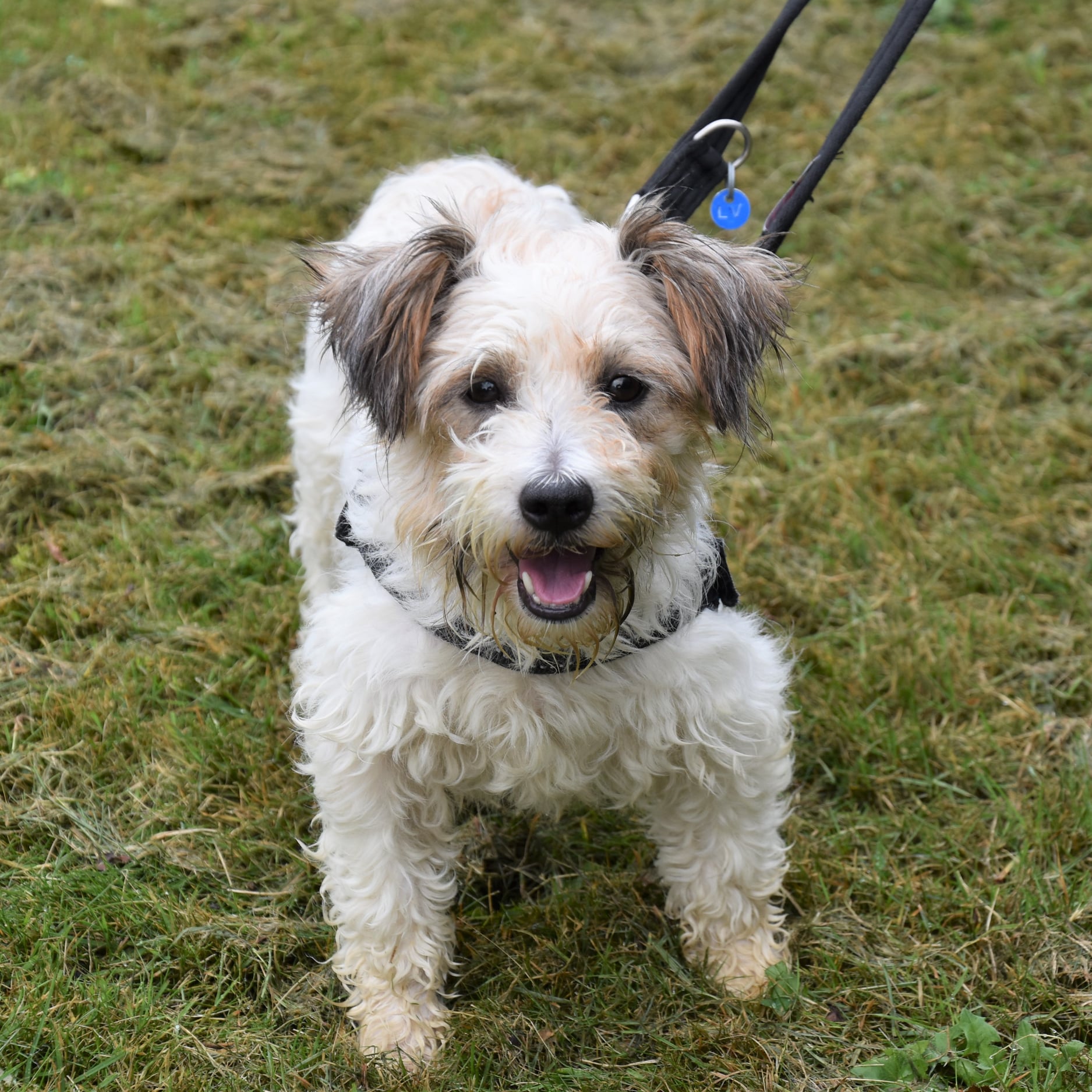 RSPCA West Hatch Animal Centre - **Do you recognise this dog?** This ...