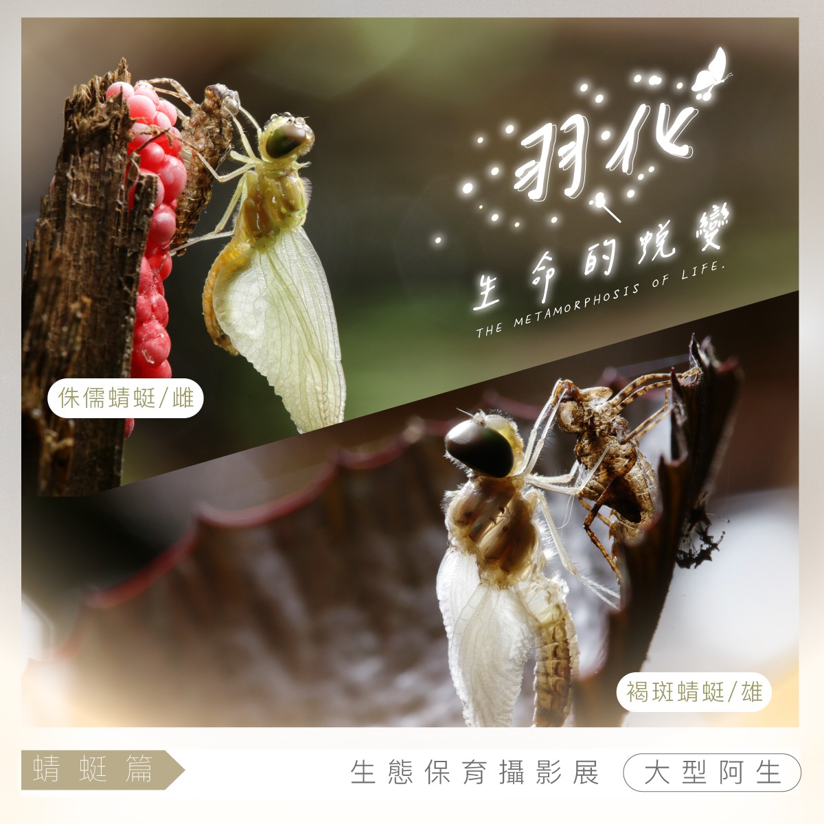 Canon Taiwan - 生態保育攝影展 #蜻蜓篇 透過自然生態攝影師【大型阿生】的鏡頭，...