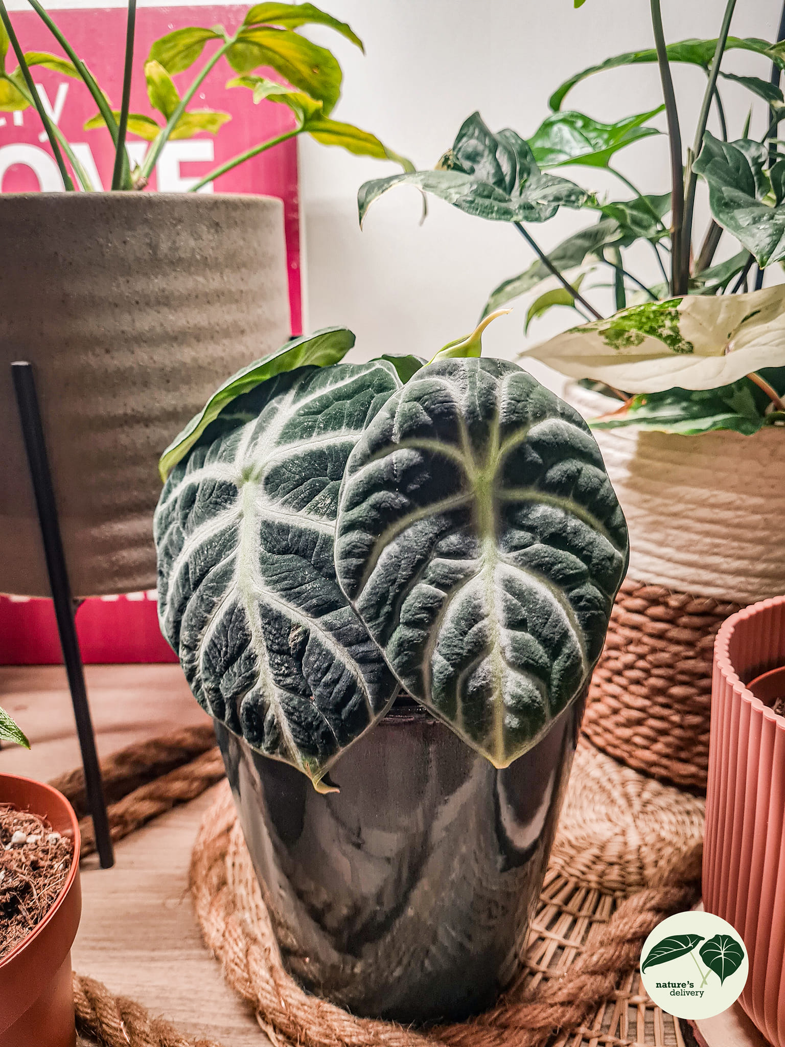 Sparkly Alocasia Ninja Albo plant obsession