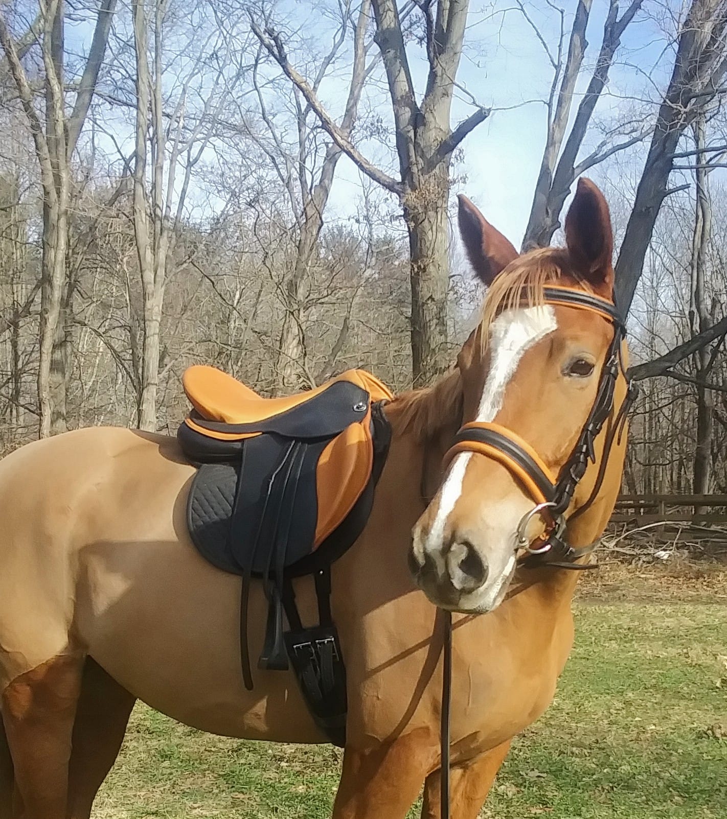 New in stock! DP saddlery Startrekk... - Action Rider Tack | Facebook