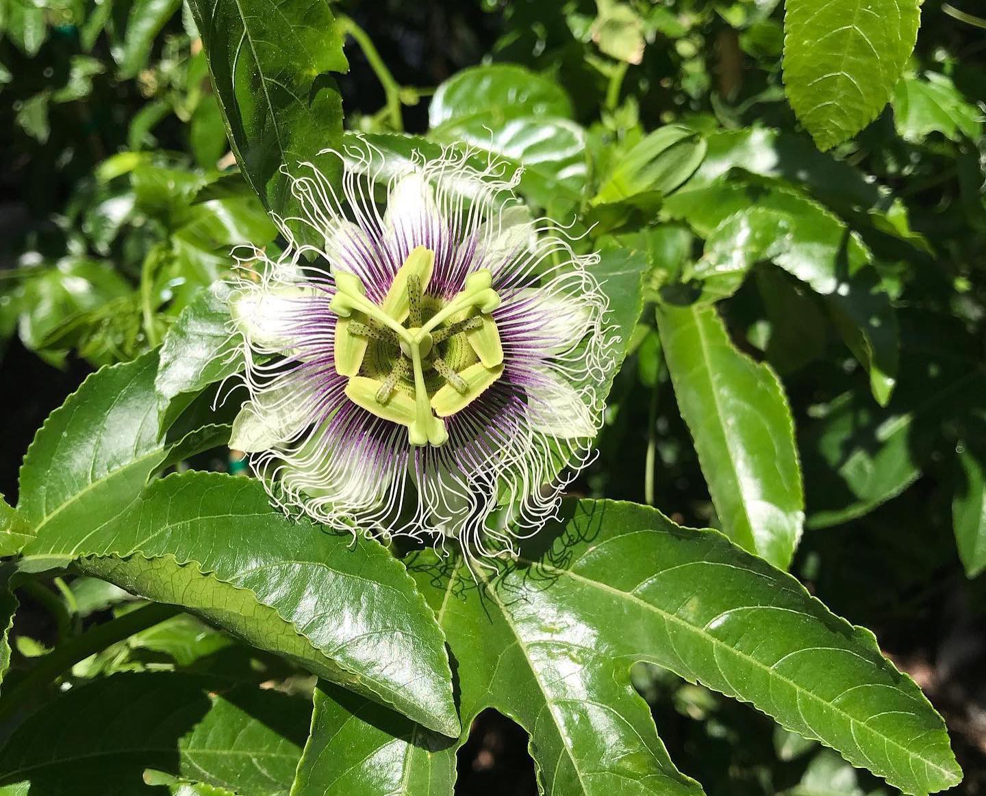 Yellow Giant Granadilla and Possum Purple (passiflora edulis) starter ...