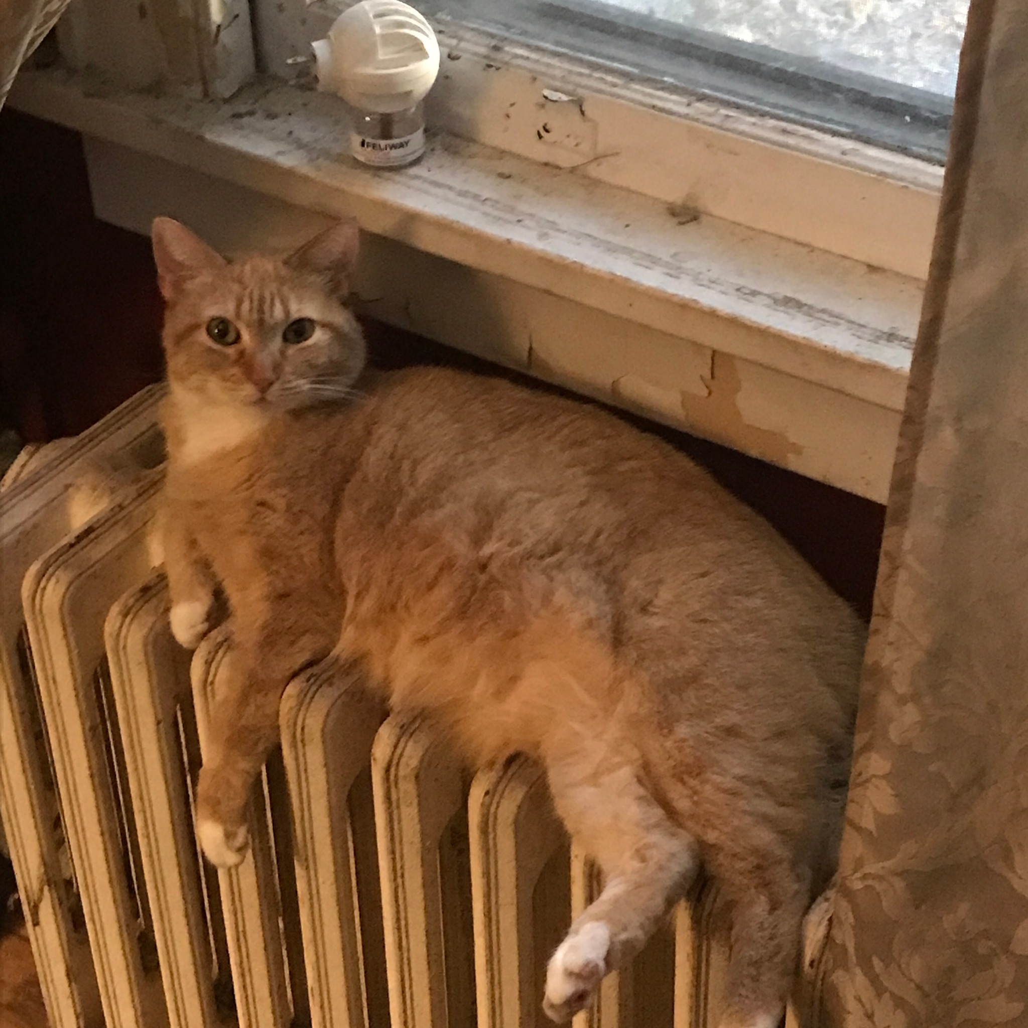 Cats on Radiators | Radiant VA