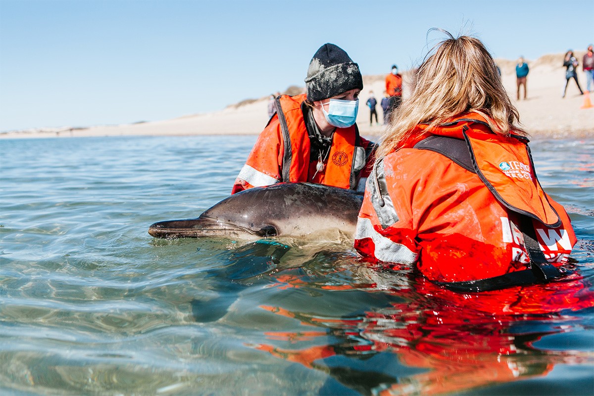 The Pacific Marine Mammal Center is working with scientists to 