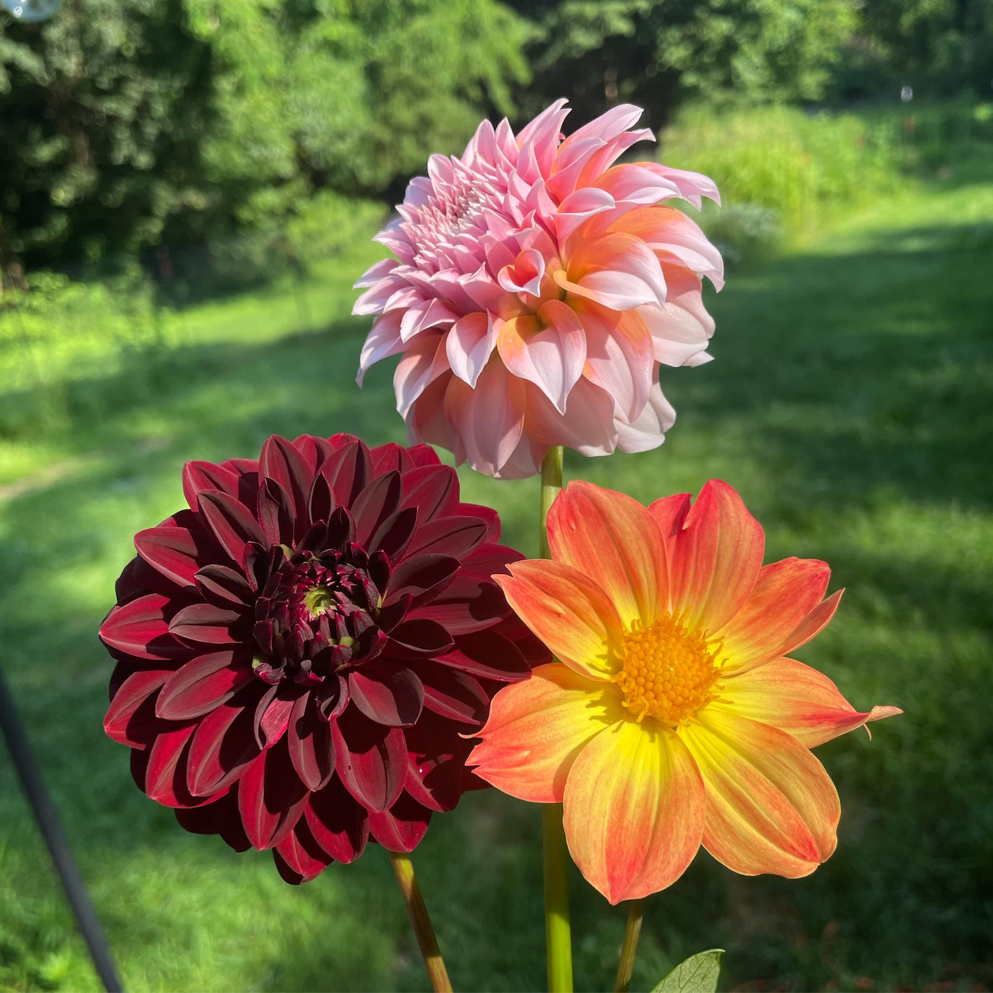 What is the name from this dahlia ? 06:36 00:12/00:18 00:12 00:18