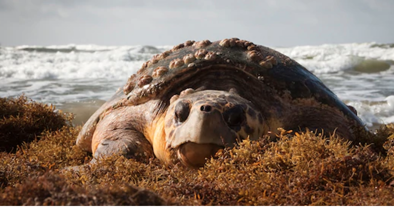Alabama - Conservation Corner: Loggerhead Turtle (Endangered ...