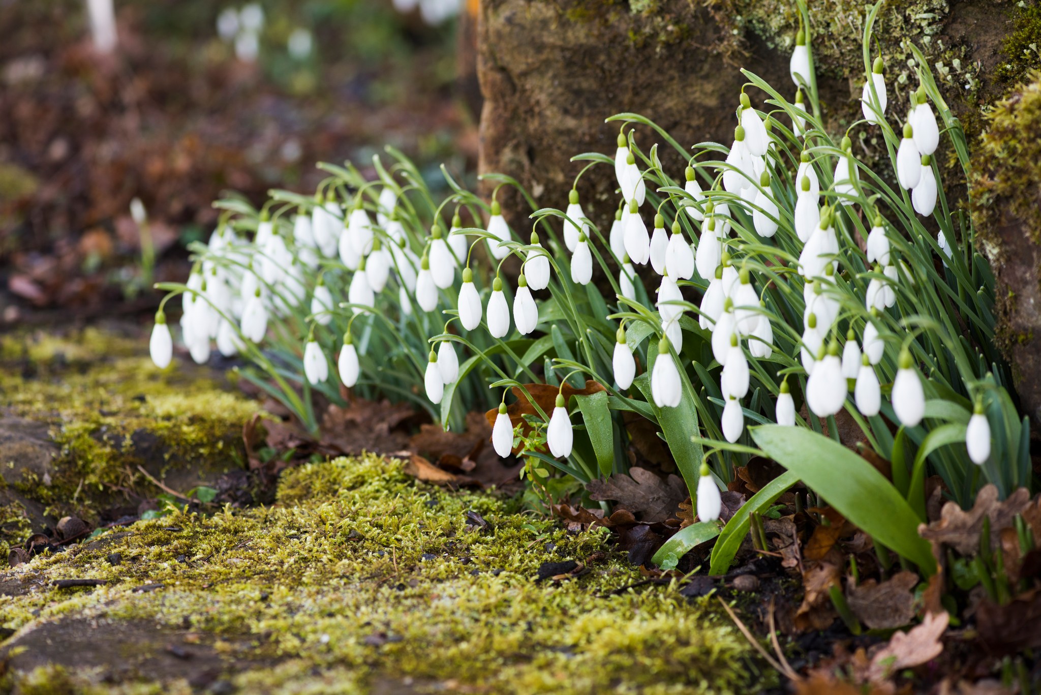 RHS - Snowdrops at one of our new RHS Partner Gardens for 2023 ...