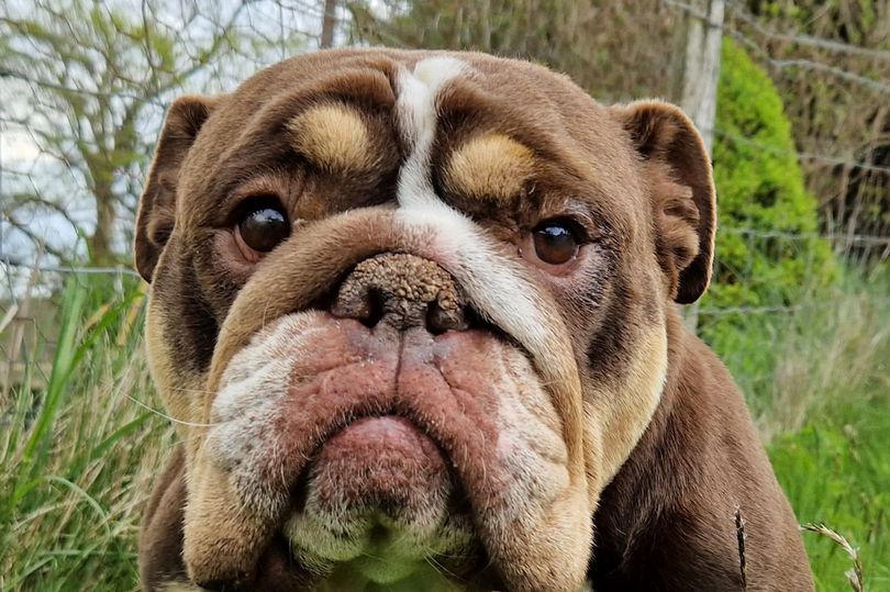 WalesOnline - This is Rosie. She was used as a “breeding machine” and ...