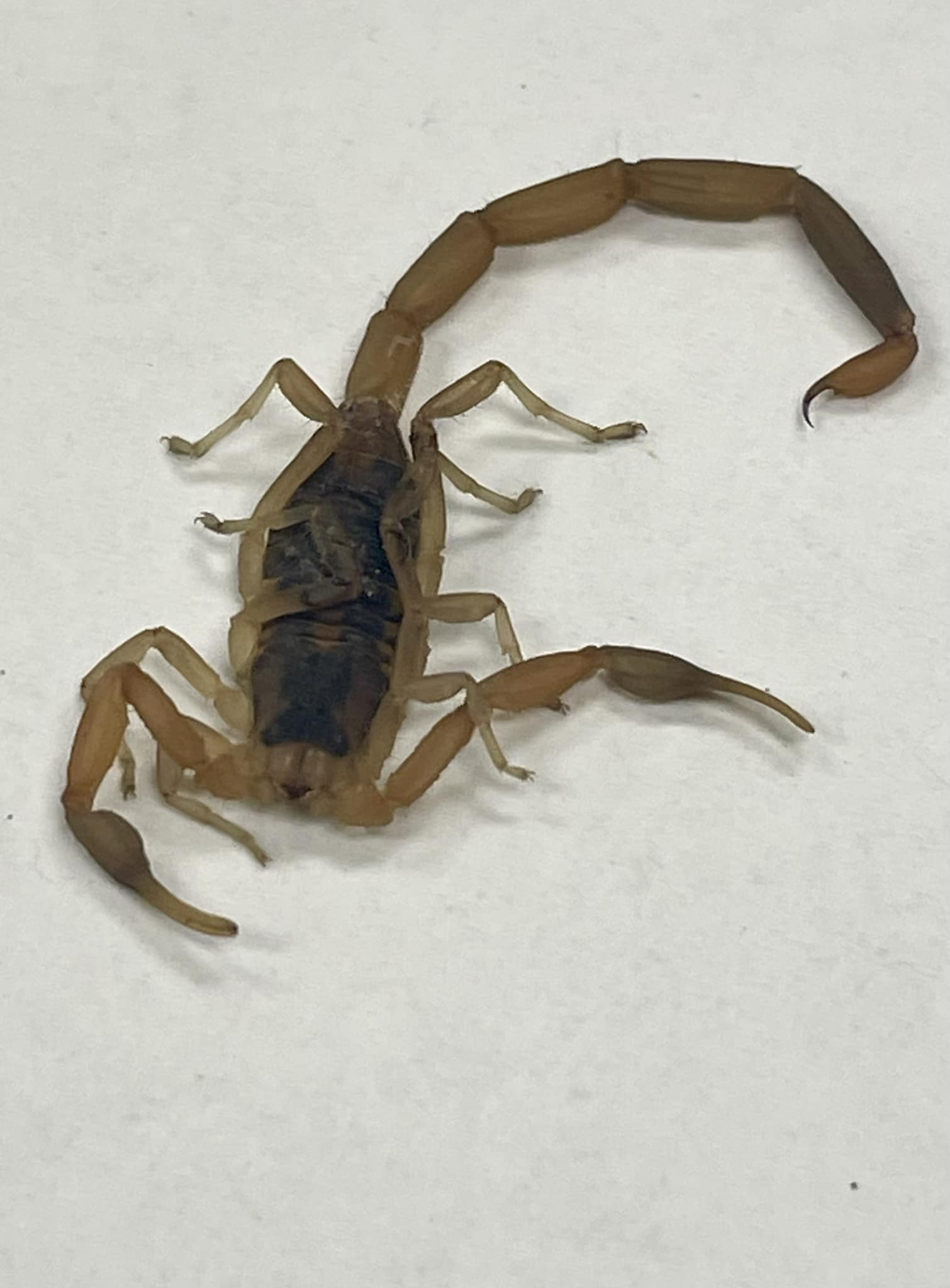 Scorpion Sighting in Independence, Missouri