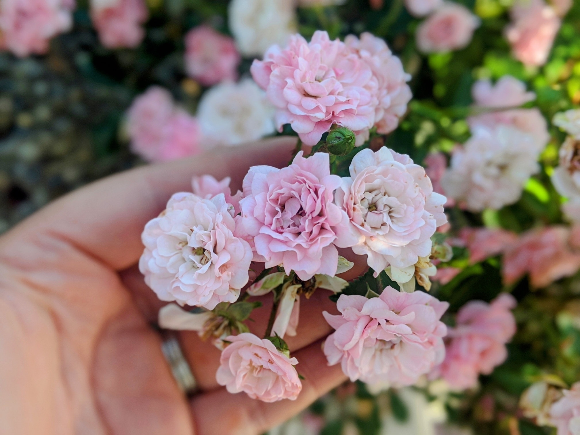 This polyantha rose (Rosa 'The Fairy') is laden with late summer
