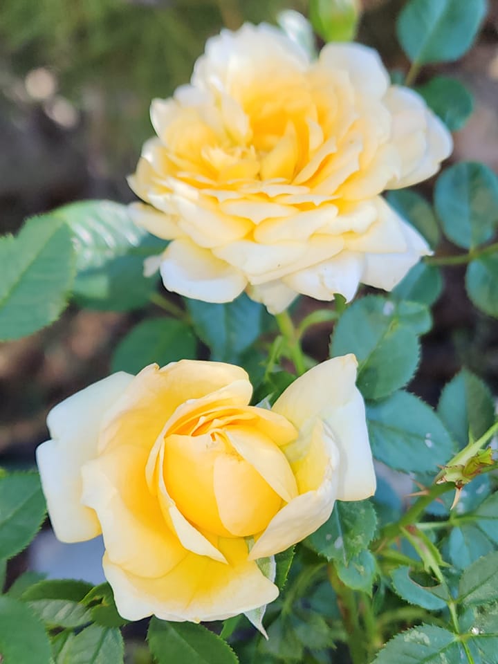 Growing Roses in zones 2-4 | Facebook