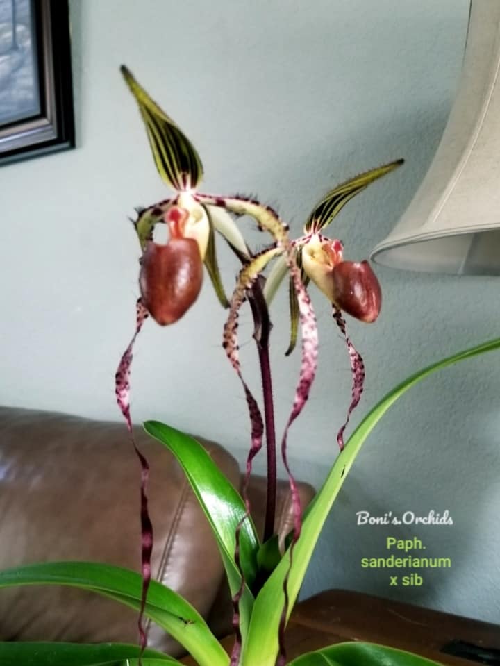 Paph sanderianum orchid in bloom