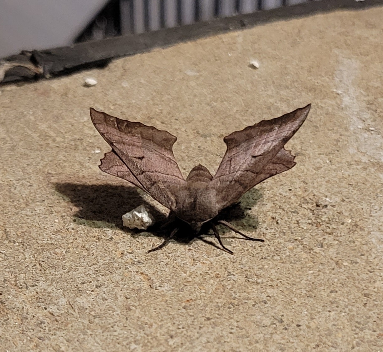 Can anyone tell me what type of moth this is? Gwinnett Co.