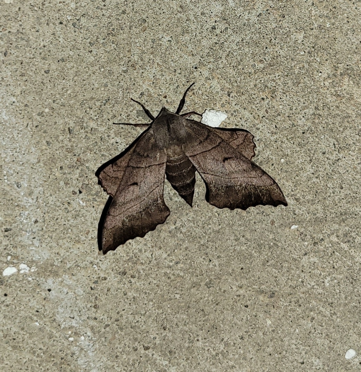 Can anyone tell me what type of moth this is? Gwinnett Co.