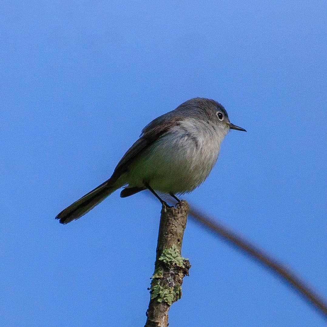 What bird species is this, Washington DC?