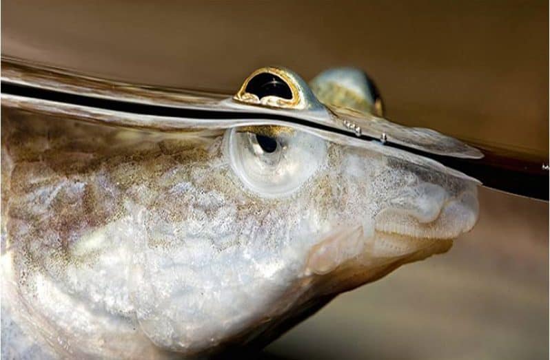 フィッシュJC 4EYES Four-eyed fish and mudskippers, unique aquatic creatures