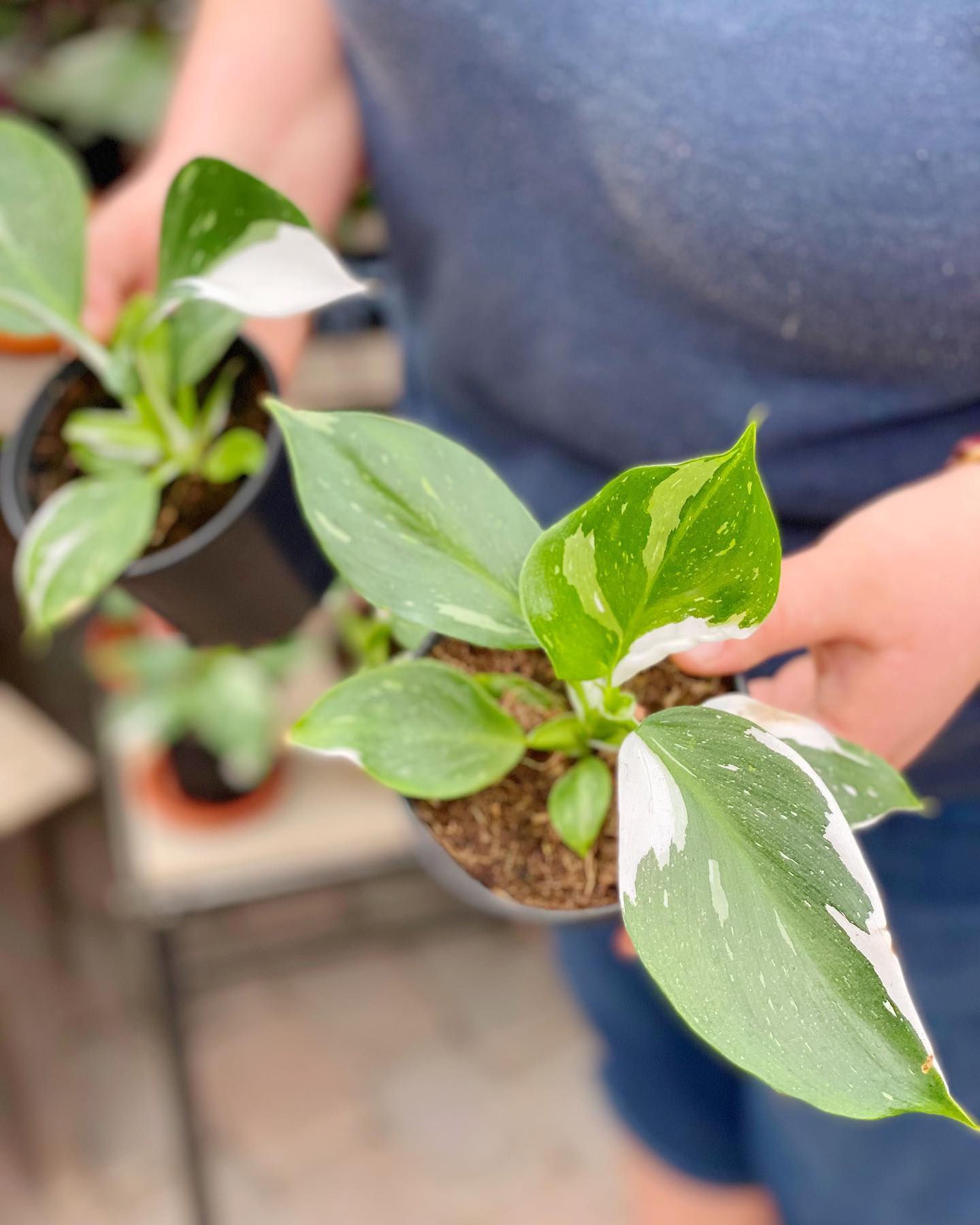 Did someone say new... - The Watering Can Flower Market | Facebook