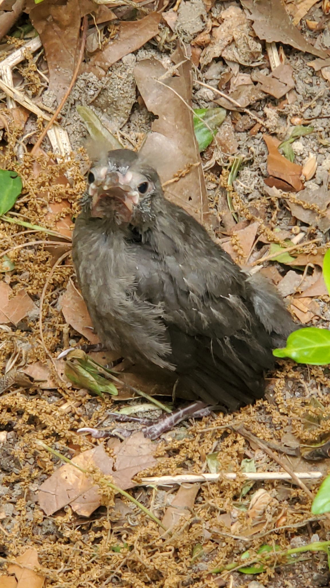 Baby catbird or grackle? Linthicum, MD 5/12/22