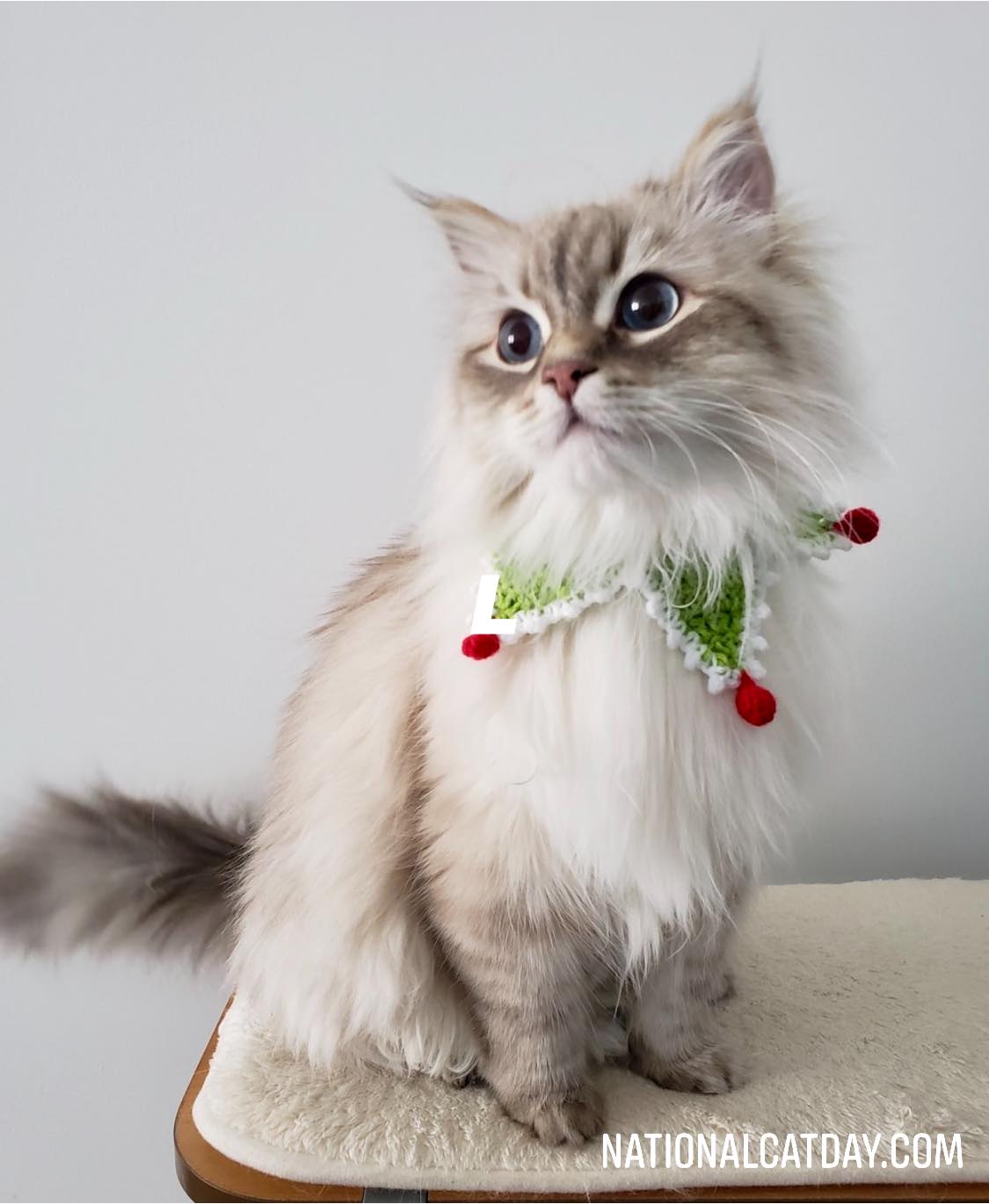 National Cat Day ホーム Facebook