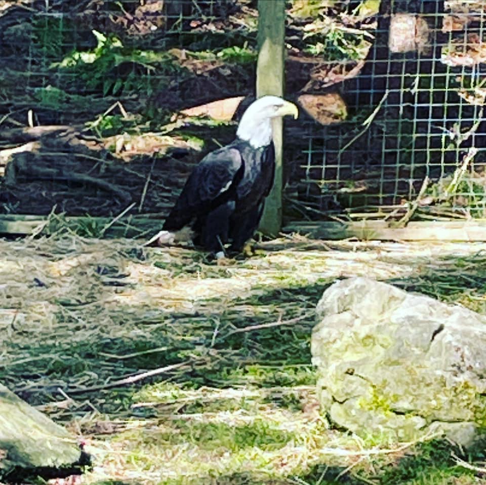 The Park is open today from... - Two Rivers Wildlife Park | Facebook