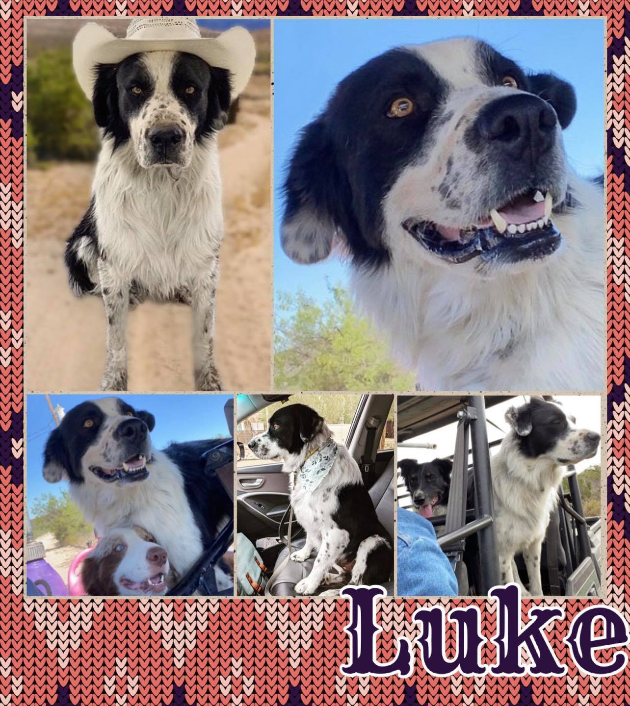 High Plains PAW - ‼️🐶🏡FOSTER OR ADOPTIVE HOME NEEDED ASAP FOR THIS ...
