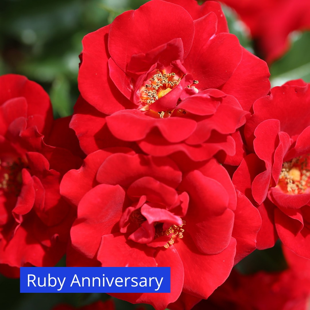 In the run up to the Platinum... - Squire's Garden Centres