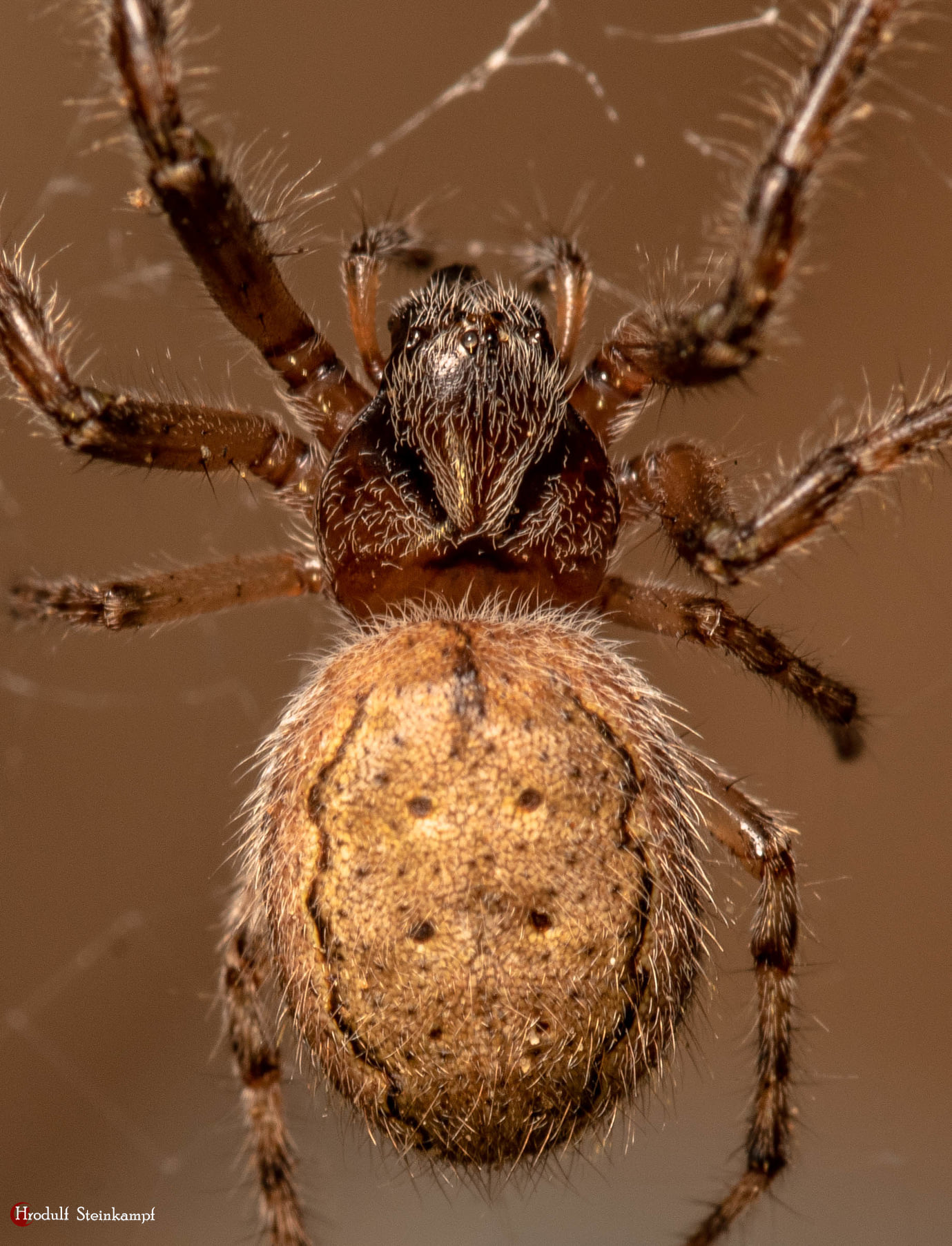 Identify green and yellow spiders near San Gabriel, CA Dam
