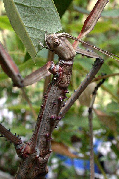 Australian - Today is #WorldStickInsect Day. Also known as phasmids ...