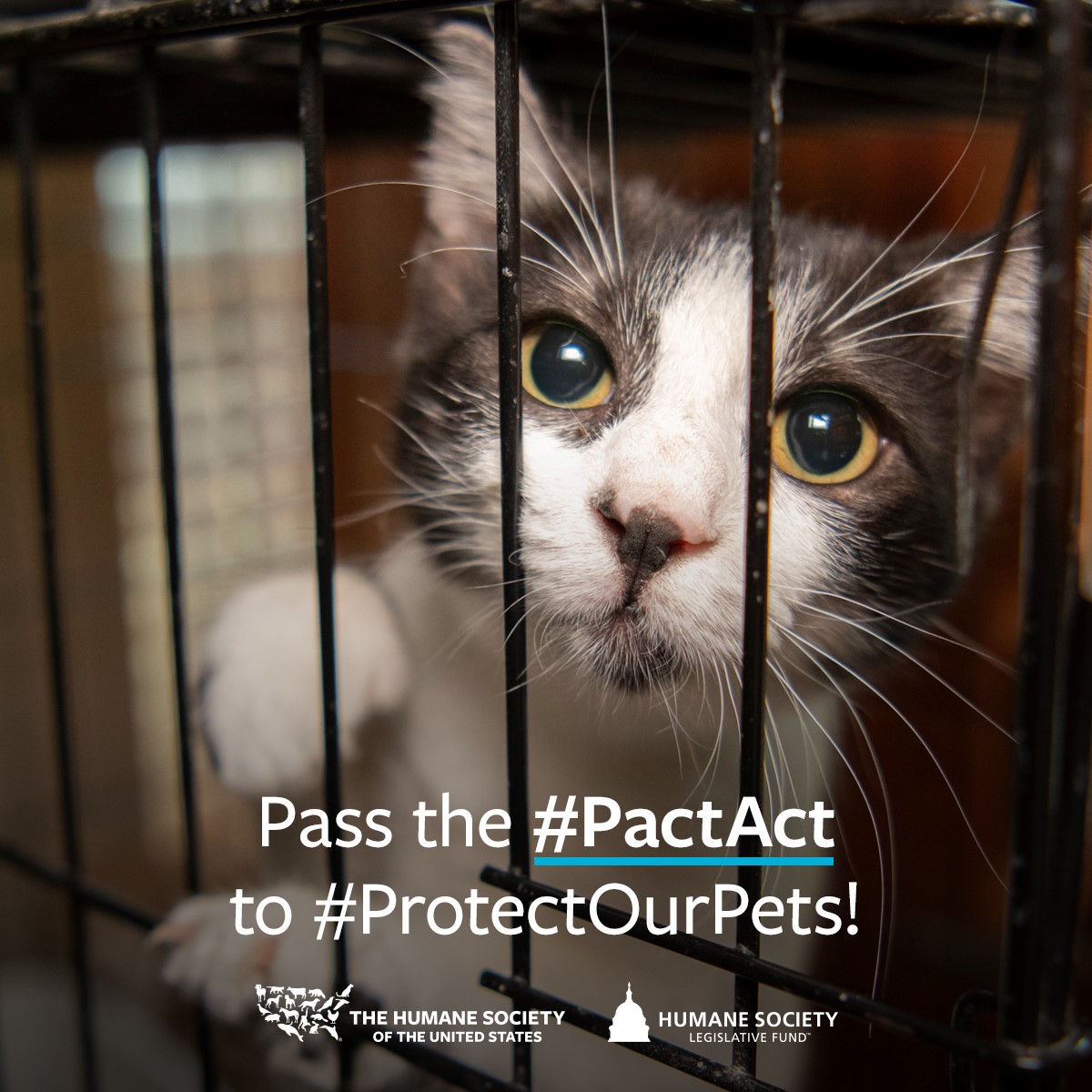 ‼️ACT NOW‼️ The PACT Act,... - Humane World Action Fund | Facebook