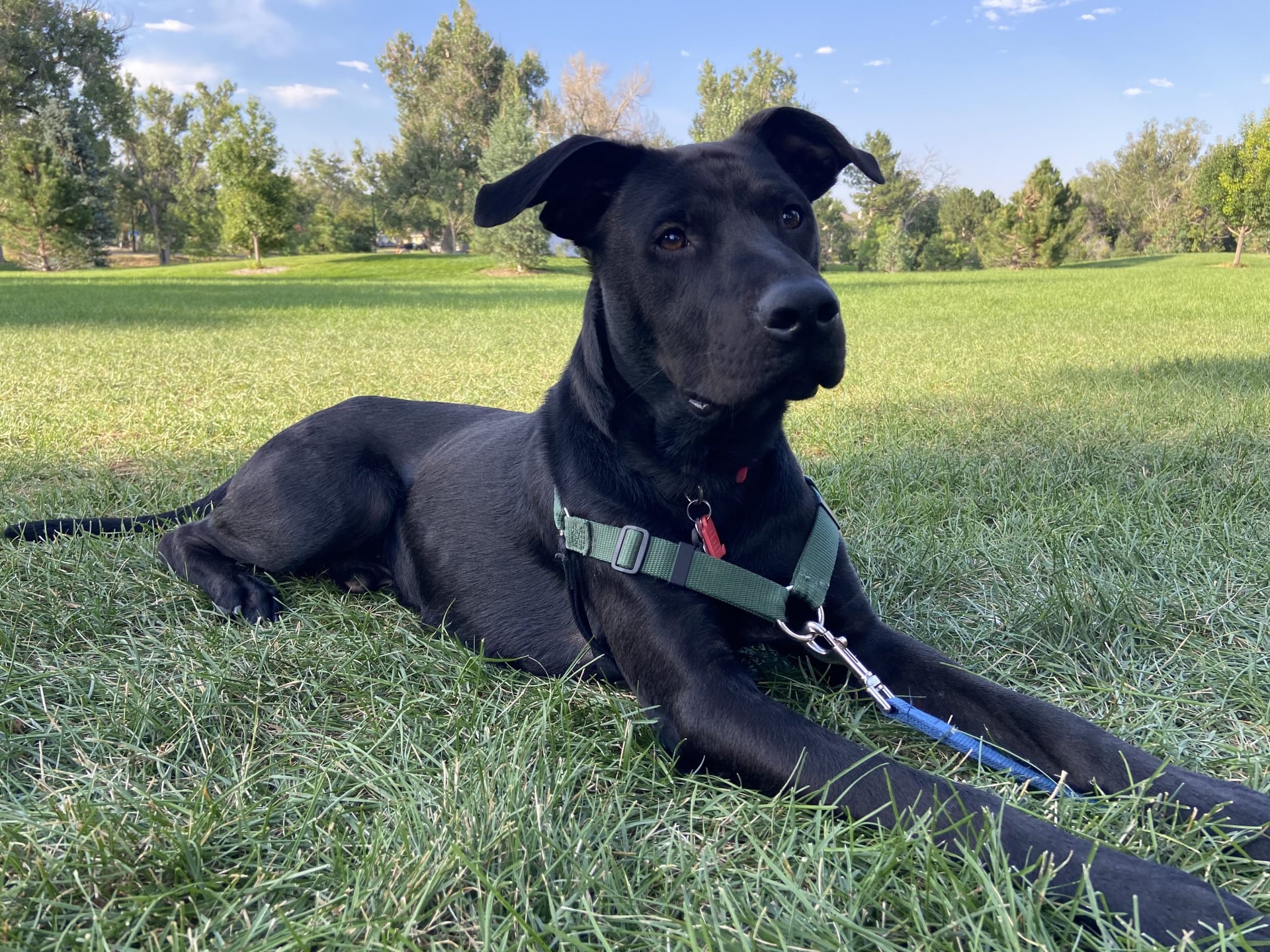 Mile High Labrador Retriever Mission
