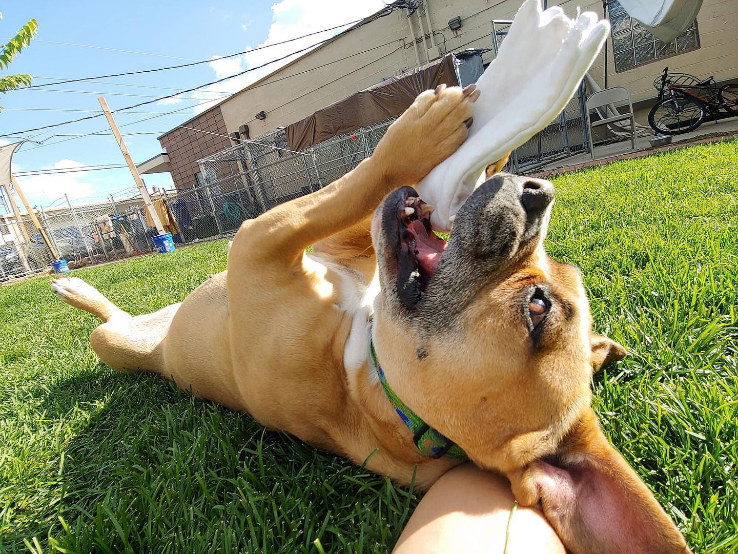 She's... - MaxFund No-Kill Animal Shelter and Adoption Center | Facebook