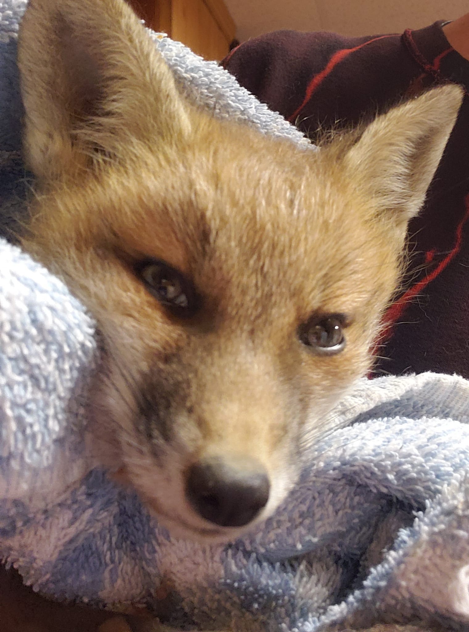 This is another very weak... - Fox Wood Wildlife Rescue, Inc | Facebook