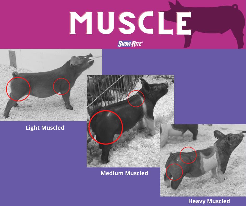 Show-Rite - The next piece of the puzzle in swine... | Facebook