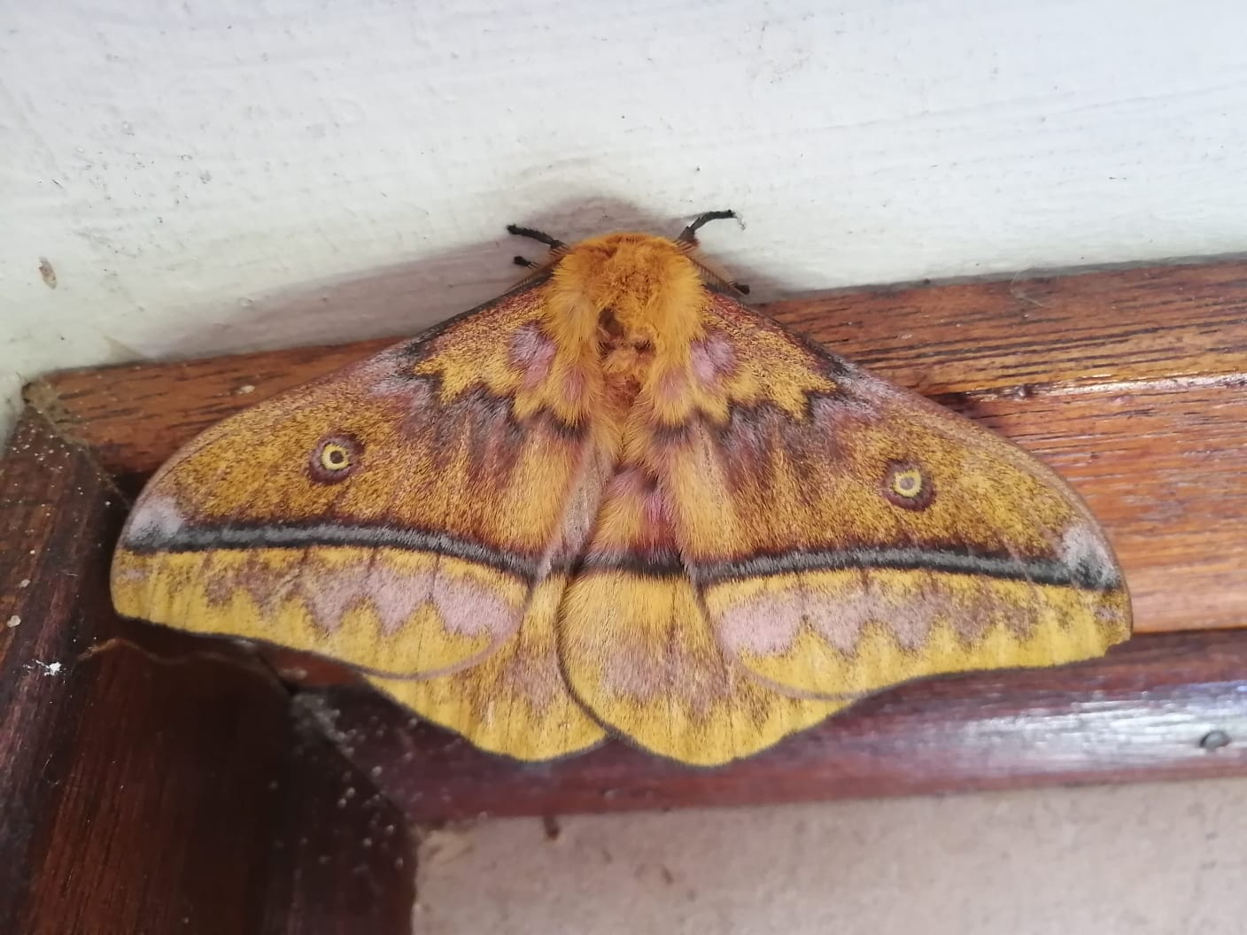 What is this large moth species in Westville, KZN?