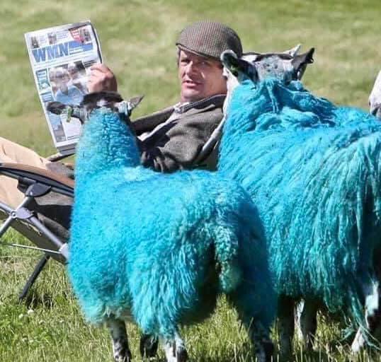 💙💙 Today is Blue Monday... - The BIG Sheep Family Attraction | Facebook