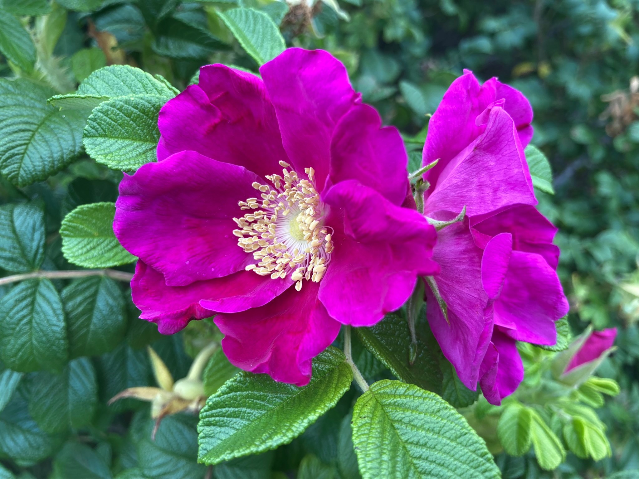 Star Island - Star Island rosa rugosa 🌺⭐ 📸Photo by Celeste...