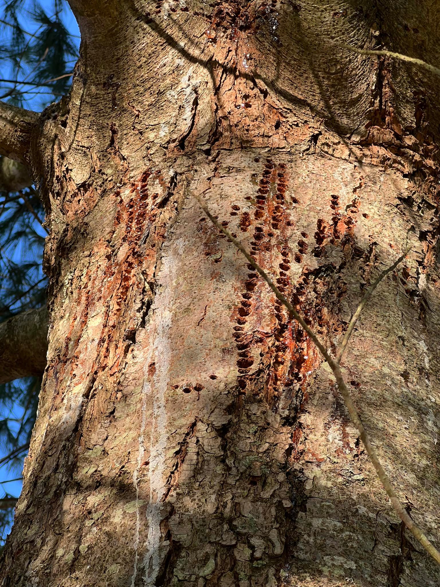 What causes damage on white pine trees and how to treat turpentine