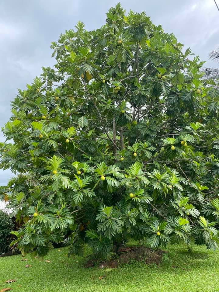Delicious breadfruit tree with green fruit