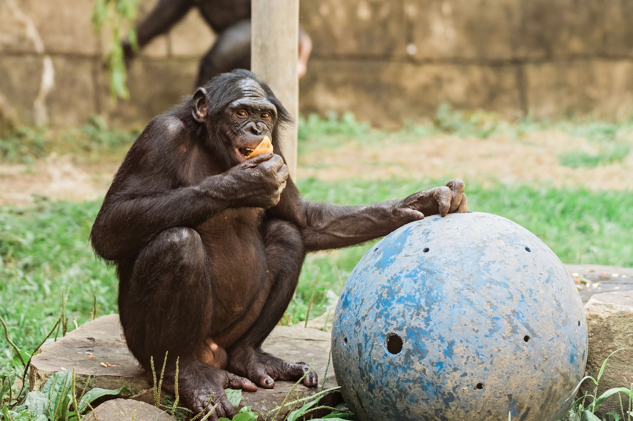 Memphis - Happy World Bonobo Day! One of the greatest threats to ...
