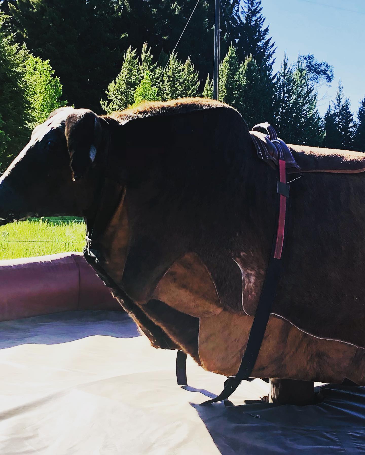 The mechanical Bull will be... - West Yellowstone Rodeo | Facebook