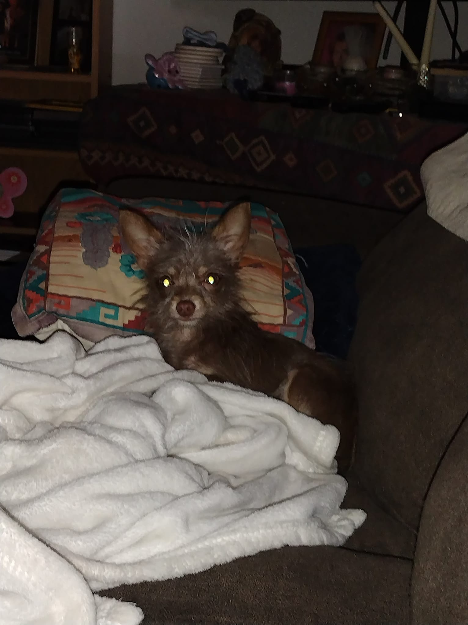 Wyandotte County KS Lost And Found Pets | Deceased male on 63rd and ...