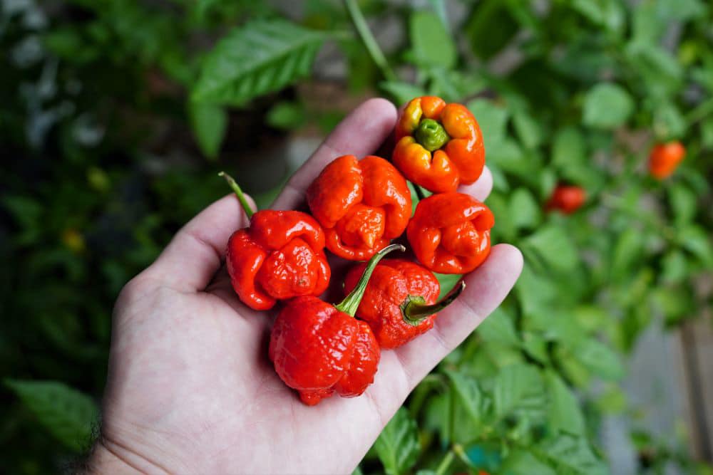 Trinidad Moruga Scorpion Pepper Seeds | 1.2M SHU | Super-Hot Chili | West Coast Seeds – Plantwell