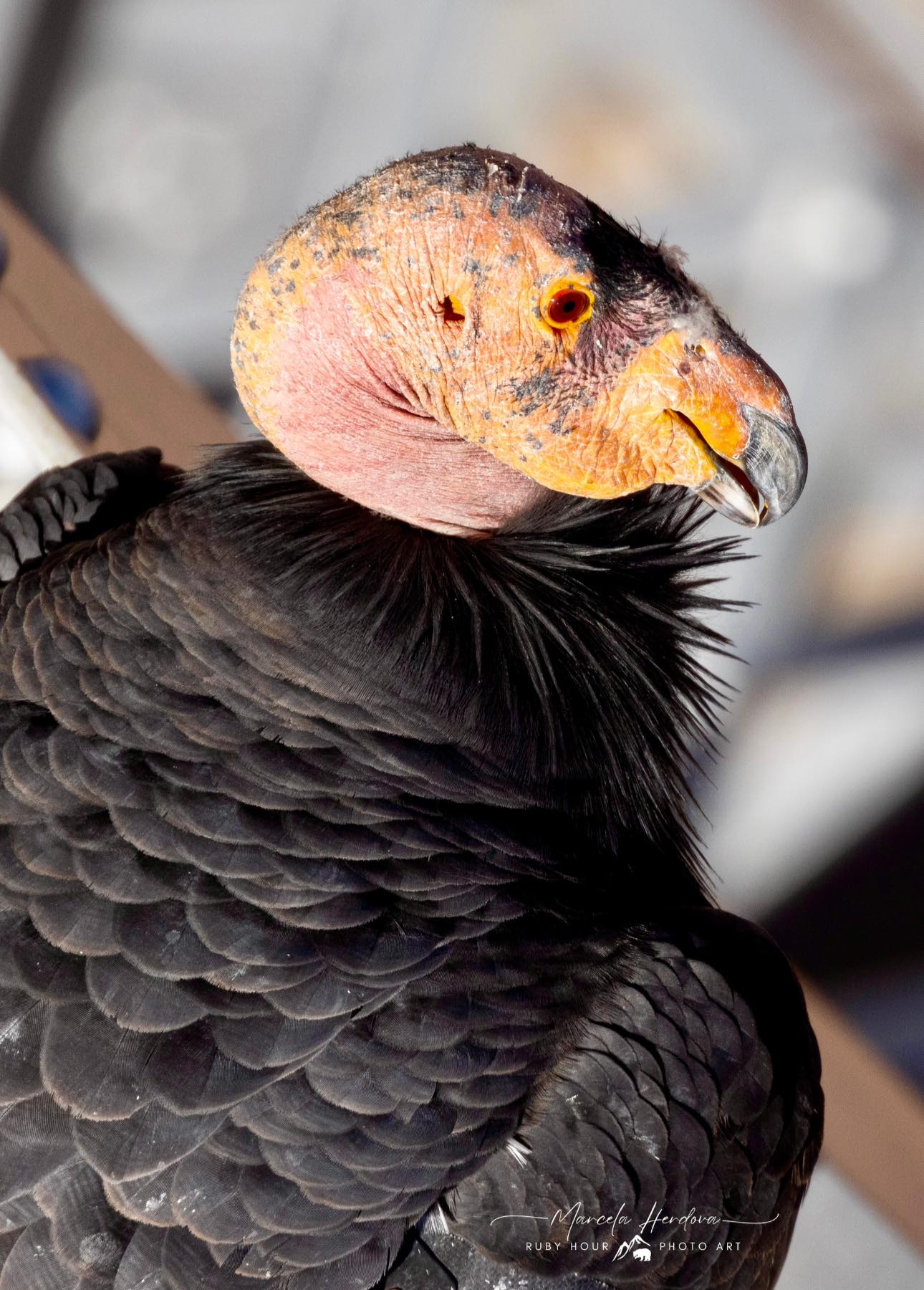 California Condors