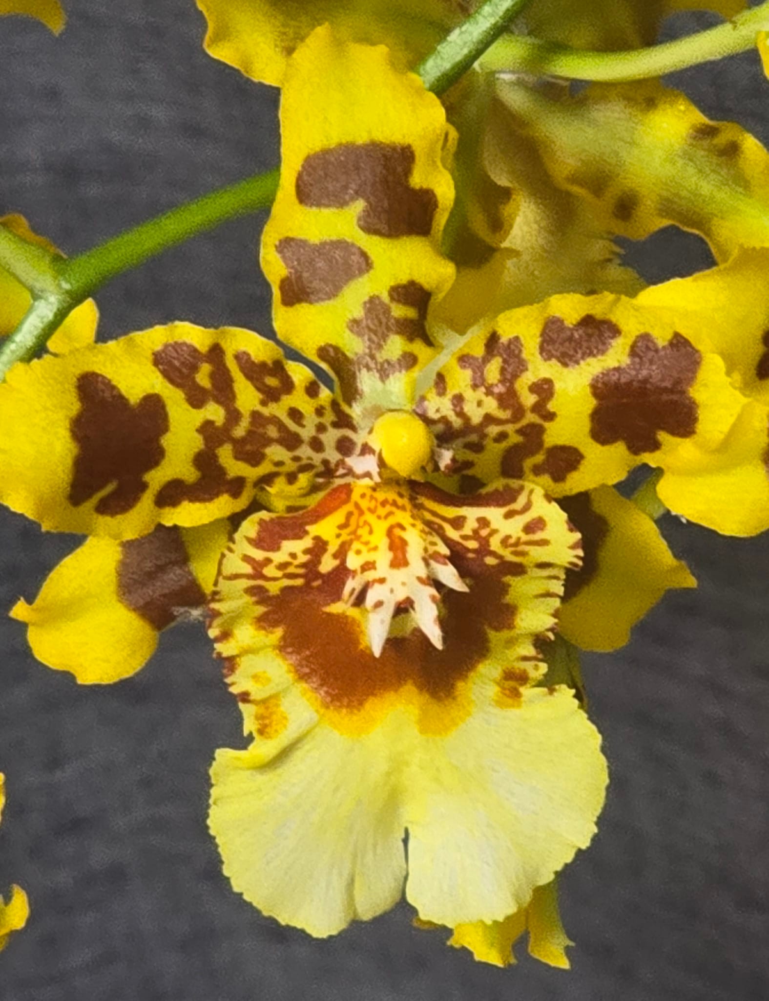 Vibrant Wilsonara Pacific Passage 'Peach Cobbler' orchid blooms
