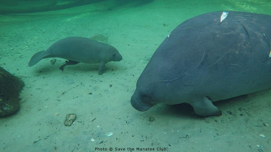 Save the Manatee Club - Which adoptee am I...? I was born to my mother ...